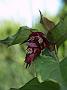 Leycesteria formosa1